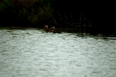 818couk'sblackbelliedwducks.JPG