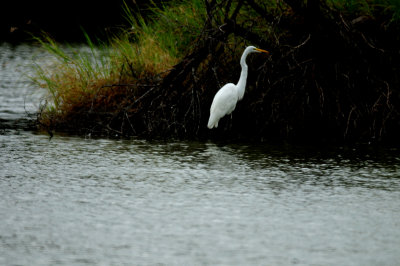 818couk'sgreategret.JPG
