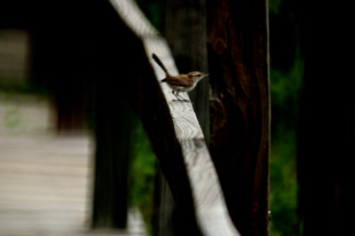 818couk'sbewick'swren.JPG