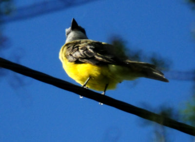 820countyccouch'skingbird.JPG