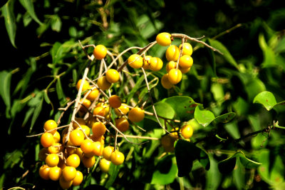 820countychinaberries.JPG