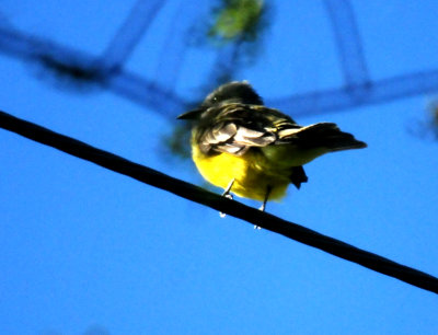 820countycouch'skingbird.JPG