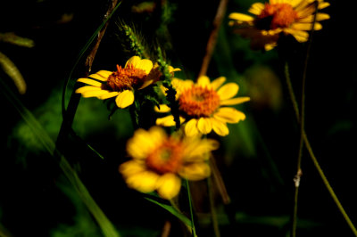 820countycowpendaisies.JPG