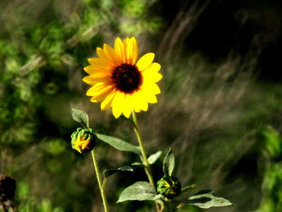 820countysunflower.JPG
