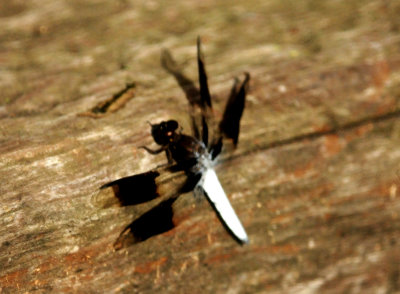 821cook''.scommon whitetail
