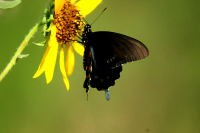821cook''.spipevineswallowtail2222222.JPG