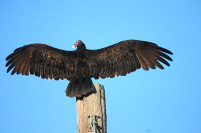 823countyturkeyvulture4444444.JPG