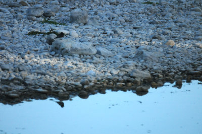 823countyblackphoebe33333333.JPG