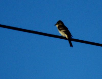 823countyeasternwoodpeewee.JPG