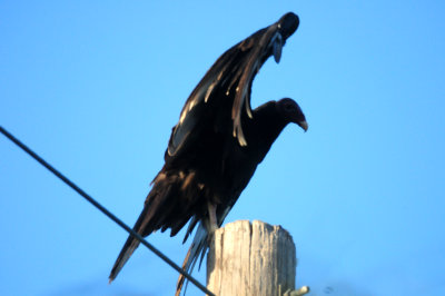 823countyturvulture.JPG