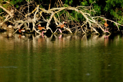 824cook'blackbelliedwhistlingducksss222222.JPG