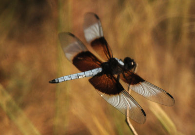 824cook'widowskimmer.JPG