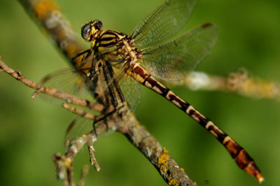 824cook'spinylegs.JPG