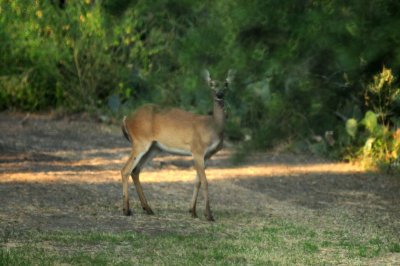 827cook'swhitetailed.JPG