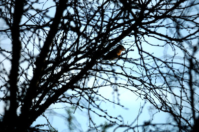 827cook'sbluegrosbeak.JPG