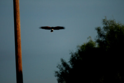 828zavalaHarris'sHawk11111111111.JPG
