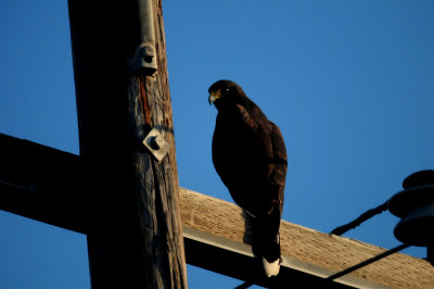 828zavalaHarris'sHawk10.JPG