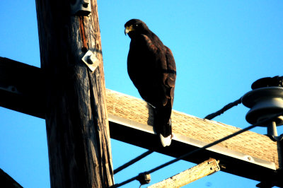 828zavalaHarris'sHawkzzzzzzzzzzz.JPG