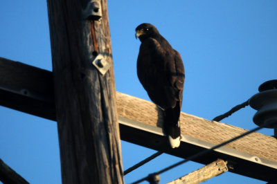 828zavalaHarris'sHawk88888888.JPG
