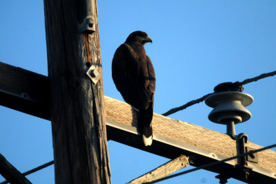 828zavalaharris'shawk666666666.JPG