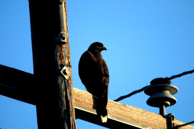 828zavalaHarris'sHawk444444444.JPG