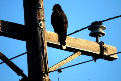 828zavalaHarris'sHawk333333333.JPG