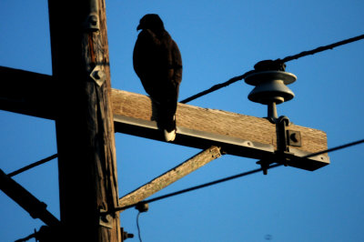 828zavalaHarris'sHawk22222222.JPG