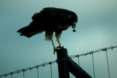 830whitetailedhawk.juvenile2222222333.JPG.JPG