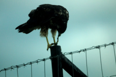 830whitetailedhawk.feeding2juvenile.JPG.JPG