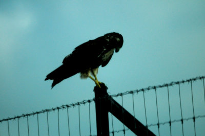 830whitetailedhawk345.juvenile.JPG.JPG