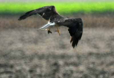 123830whitetailedhawk.juvenile.JPG.JPG