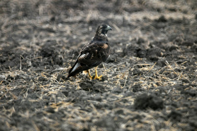 zzzzzzzzzzzzzzzzzzzzz830whitetailedhawk.juvenile.JPG.JPG