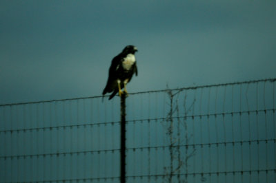 830whitetailedhawk.juvenile44JPG.JPG