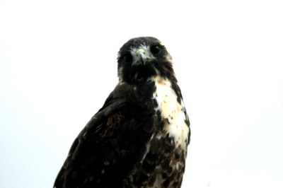 830whitetailedhawk.juvenile.JPG