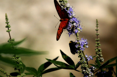 831county.lavendergulfzzzzzzzz.JPG