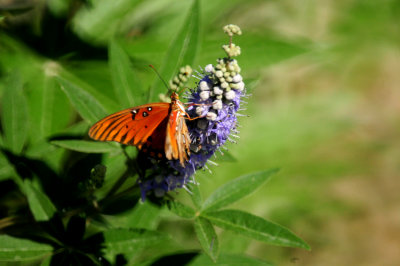 831county.22222gulffritillarylavender.JPG