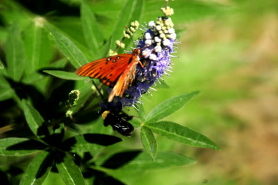 831county.gulffritillarylavender22222222.JPG