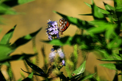 831county.lavendergulf.JPG