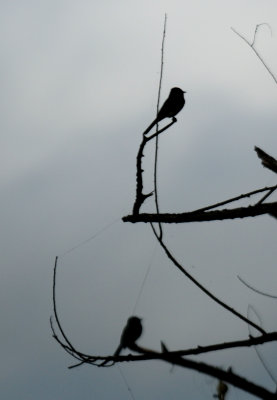 102Countyblackphoebe.JPG