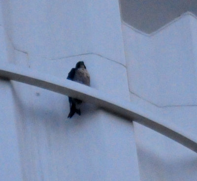 102countyPeregrine4444444.JPG