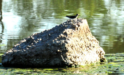 107County.beltedkingfisher22222222.JPG