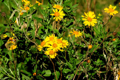 1018Cook'scowpendaisieszzzzzzzzz.JPG