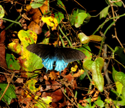1023cook'spipevineswallowtail.JPG