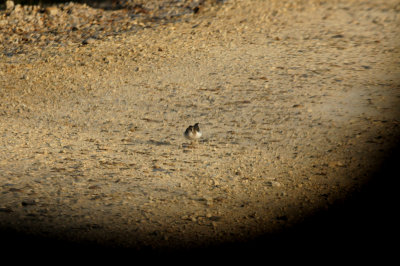 123countymirrow spotted sandpiper.JPG