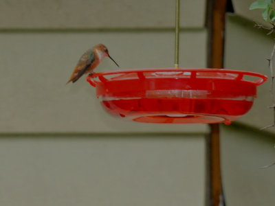 125county.rufous6.JPG
