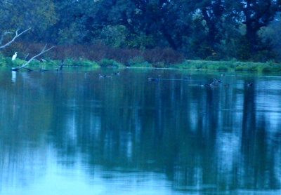 1218countywaterfowl.JPG