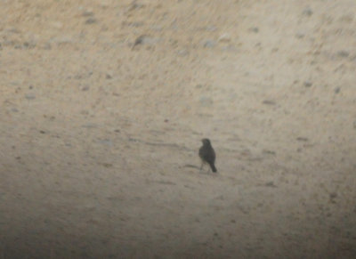 1225Countyamericanpipit.JPG