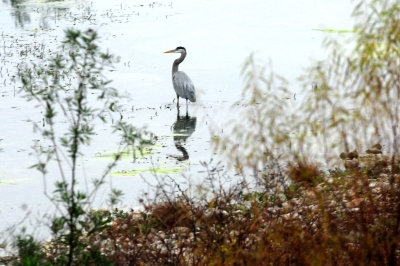 1231countygbheron.JPG