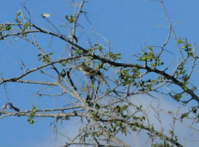 32county.bell'svireo.JPG