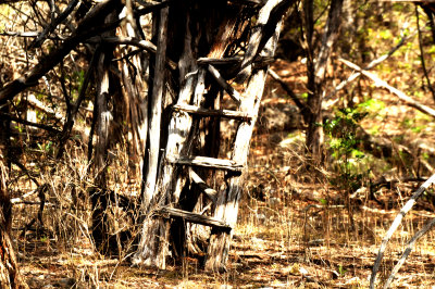 410county.treehouse.JPGt